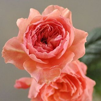 Каоликазали
