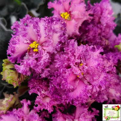 БР-Сочная Ягодка Люкс (С. и Н. Буркацкие) 2022 г.