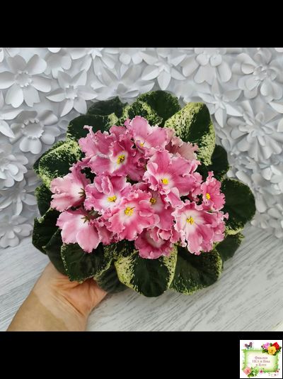 НД-Морковка (Н. Данилова-Суворова) 2021 г. (лист посажен 26.02.26)