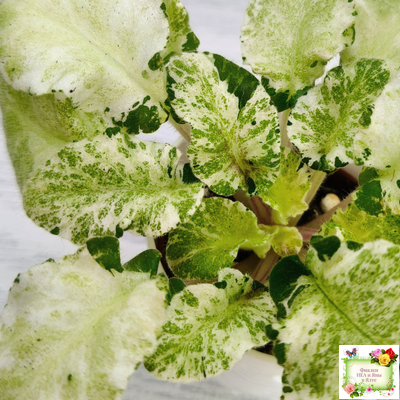 КНН-Крокус химерный спорт по листу