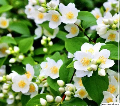 Чубушник гибридный Kalina - фото крупным планом - красовский-сад.рф