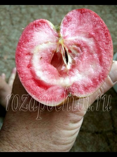 Яблоня Ред Кетти (Red Ketti)