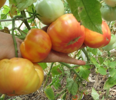 Томат Олимпийский огонь