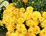 Хризантема Branglory Yellow