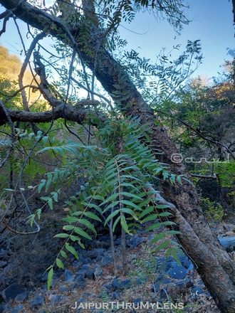 Ладан индийский (Boswellia serrata) 10 мл - 100% натуральное эфирное масло