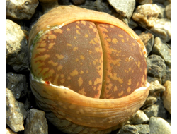 Lithops aucampiae C366 (MG-1546.8)
