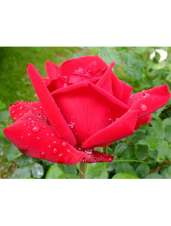 Роза чайно-гибридная Ред Стар