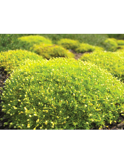 Мшанка шиловидная  Ауреа (Лайм Мосс)