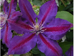 Клематис Wildfire, C2