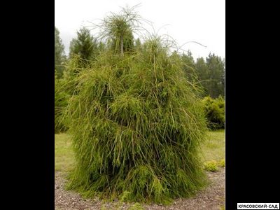 Туя Филиформис - Filiformis