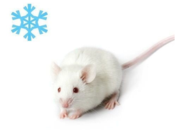 Мышь кормовая замороженная подросток 13-17г, 5-6см