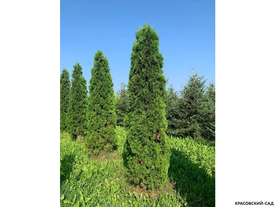 Туя Малониана