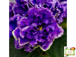 РМ-Синий Бриллиант (Н. Скорнякова) 2023 г.