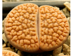 Lithops hookeri Niekerkshoop (MG) - 10 семян