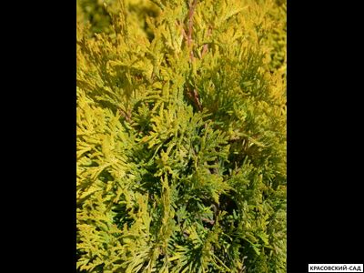 Туя Санни Смарагд - Sunny Smaragd