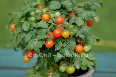 Томат Красная Шапочка, 10 шт