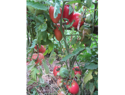 Томат Разбитое сердечко