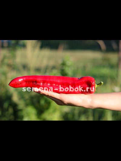 Перец сладкий The Godfather (Крестный Отец), 10 шт