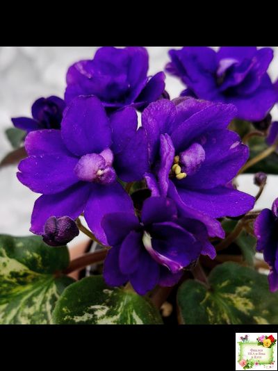 Sterling Trinket (E. Champion) (лист посажен 30.01.26)