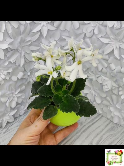 Lunar Lily white (Лунэ Лили уайт) (селекционер неизвестен)