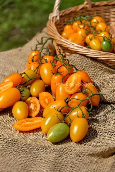 Томат Märchengold (Сказочное Золото), 10 шт