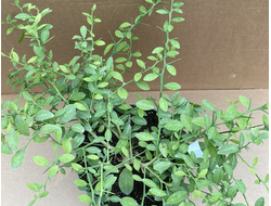 Пальчиковый лайм (микроцитрус)