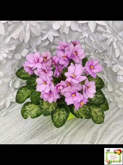 Trinket Terrific (E. Champion) (мозаичник)