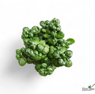 Диптеракантус эластика (Dipteracanthus elastica) горшок