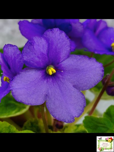 LV-Олег+Алиса (Л. Шевелева) 2025 г. (гёрл-лист с кроновой пестролистностью)