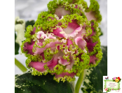 МТ-Античная Брошь (М. Тотиева) 2025 г.