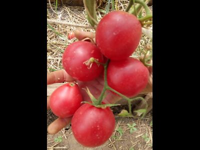Томат Крымская роза