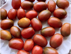 Томат Черный мавр