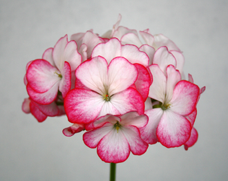 Tattoo - пеларгония миниатюрная зональная - описание сорта, фото - купить черенок в Перми и почтой