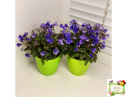 Teeny Bopper (L.Lyon) 5017 (08/27/1982) трейлер