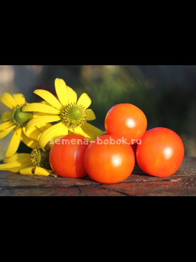 Томат Ambrosia Orange UBX (Амброзия оранж), 10 шт.