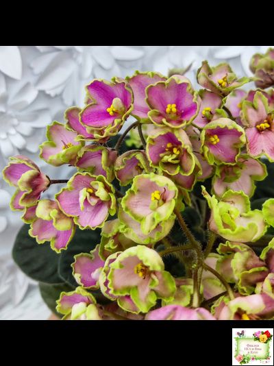 ЛЕ-Ярита (Е.Лебецкая) 2016 г.