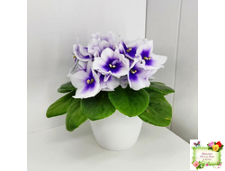 ЛЕ-Мятная Прохлада (Е. Лебецкая) 2019 г.