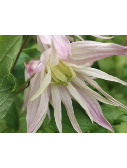 Княжик Pink Surprise (Пинк Сюрпрайз), контейнер р9