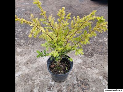 Тис ягодный Элегантиссима - Elegantissima