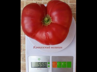 Томат Кавказский великан