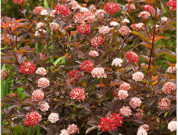 Пузыреплодник калинолистный Diablo D`or, C3