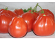 Canestrino Colli di Luni (Италия)