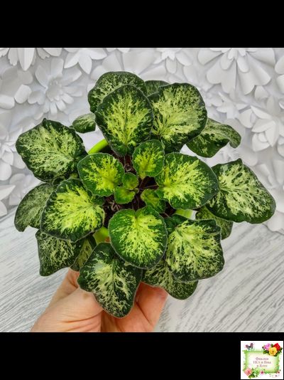 Trinket Terrific (E. Champion) (мозаичник)