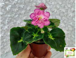 АВ-Фаберже (Фиалковод) 2022 г.