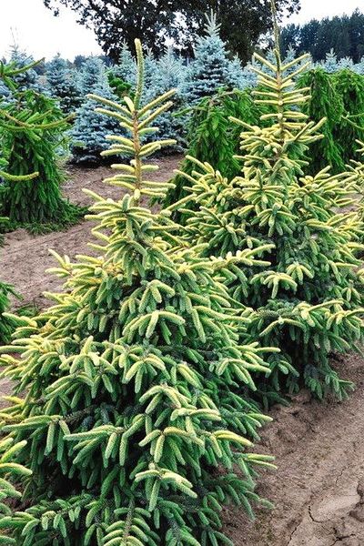 Ель черная Aurea