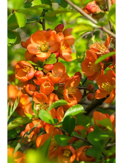 Айва (Хеномелес) средний Orange Trail