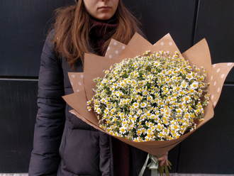 Букет из маленьких ромашек, очаровательные мини ромашки, танацетум