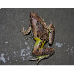 Красивый азиатский узкорот (Microhyla pulchra)