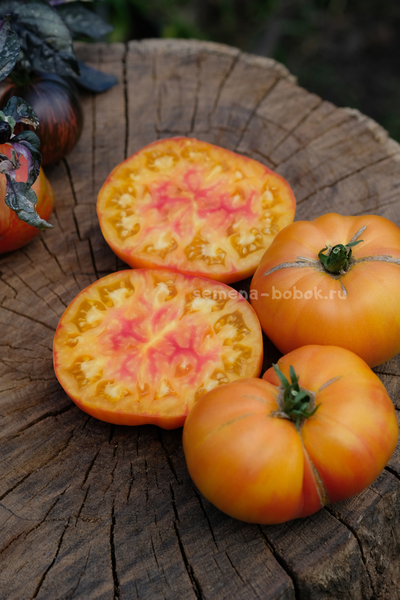 Томат Ярсон 34 (Jarson 34), 10 шт