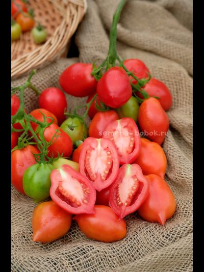 Томат Новинка Приднестровья, 10 шт